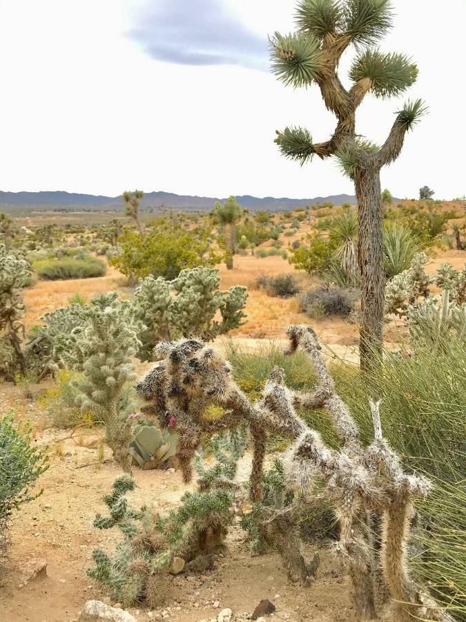 Desert Oasis - Joshua Tree Peaceful Retreat Home Yucca Valley Exterior photo